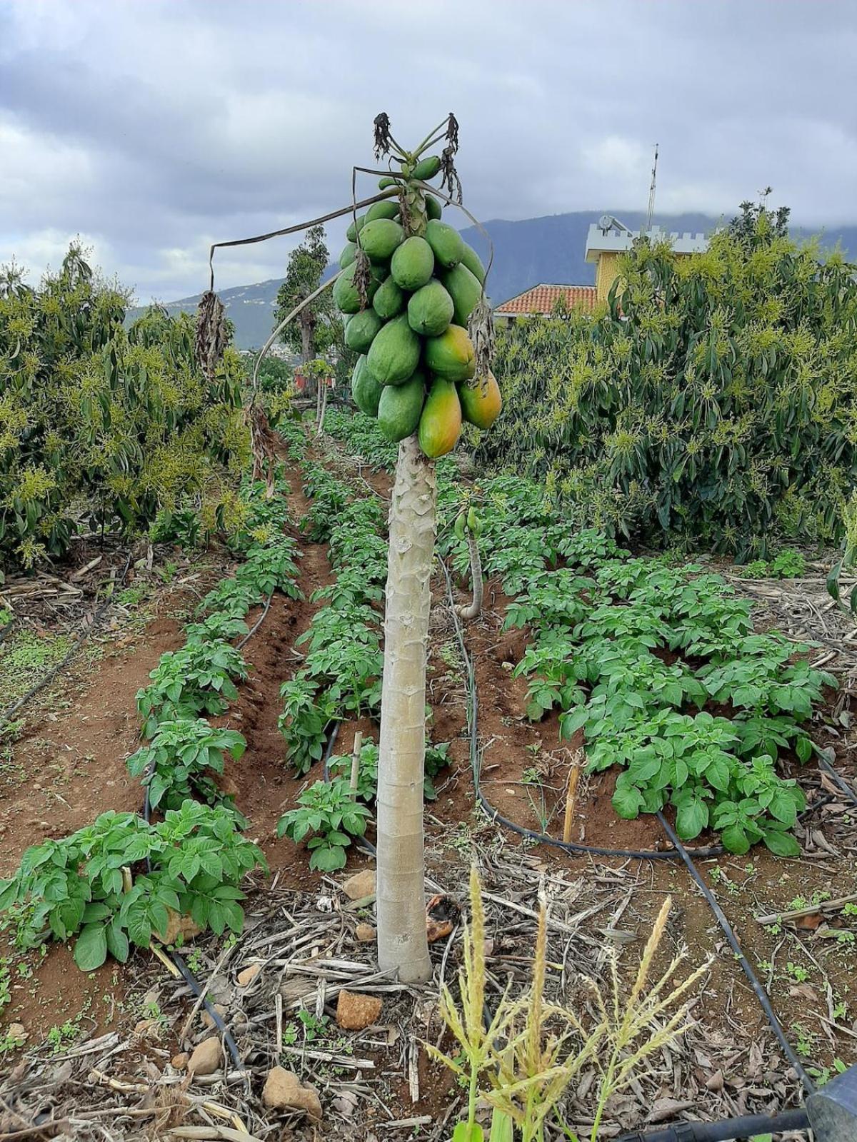 Finca De Luna La Orotava Exterior foto